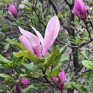 Meet your Posher, Rickette